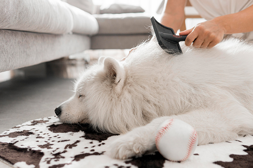 Bürsten eines Hundes reduziert die Menge an Tierhaaren im Haushalt